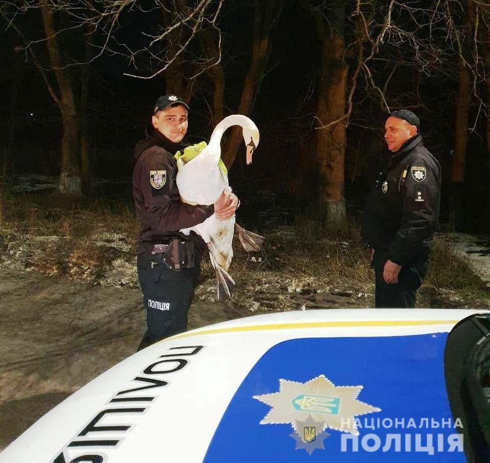 На Вінниччині поліцейські знайшли притулок знесиленому лебедю