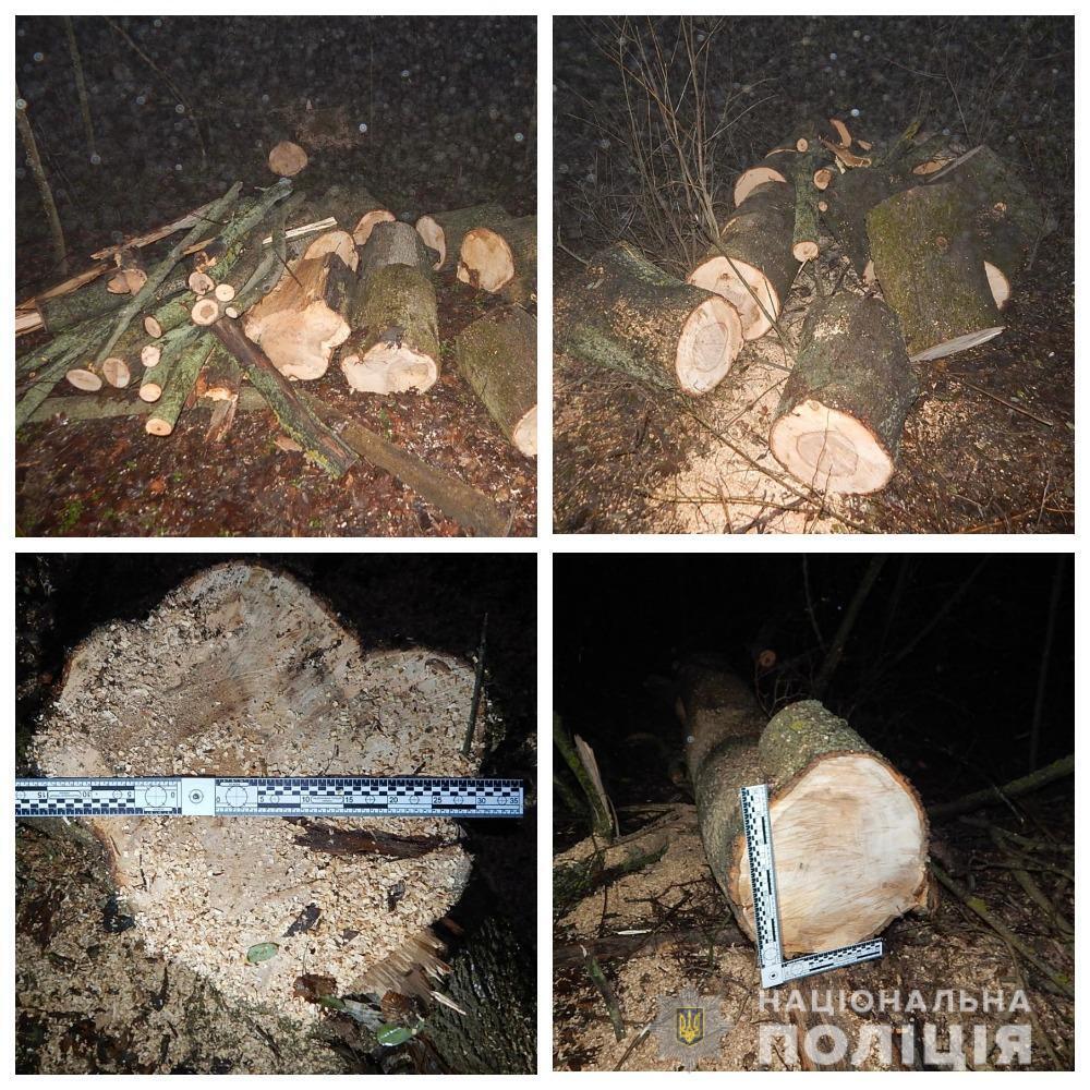 На Одещині поліцейські оголосили підозру двом чоловікам у незаконній порубці дерев