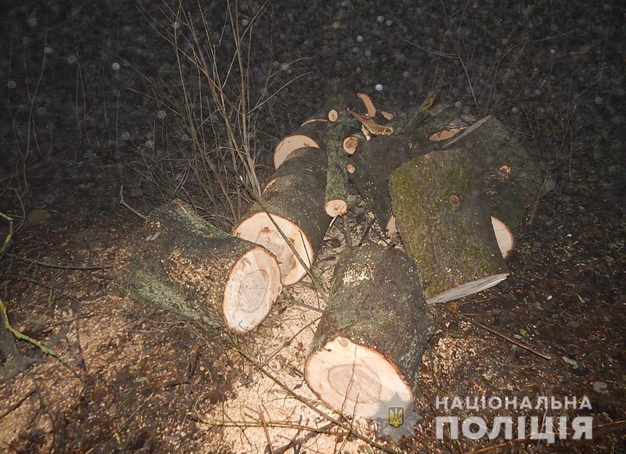 На Одещині поліцейські оголосили підозру двом чоловікам у незаконній порубці дерев