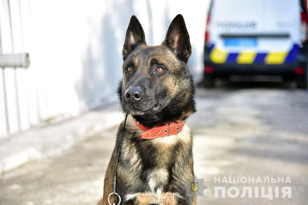 Чотири роки кінологічному центру: поліцейські та їхні чотирилапі помічники убезпечили Донеччину від майже 47 тисяч боєприпасів