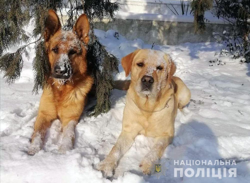 Чотири роки кінологічному центру: поліцейські та їхні чотирилапі помічники убезпечили Донеччину від майже 47 тисяч боєприпасів
