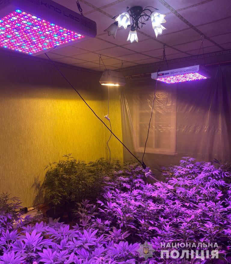 На Луганщині поліція викрила групу наркозбувачів, які вирощували коноплі у будинку