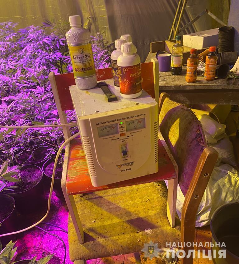 На Луганщині поліція викрила групу наркозбувачів, які вирощували коноплі у будинку