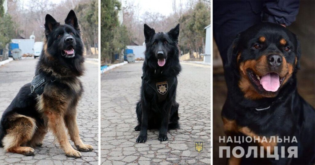 Чотири роки кінологічному центру: поліцейські та їхні чотирилапі помічники убезпечили Донеччину від майже 47 тисяч боєприпасів
