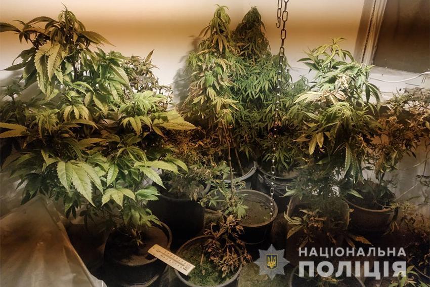 У жителя Запоріжжя поліцейські виявили міні-теплицю з вирощування конопель