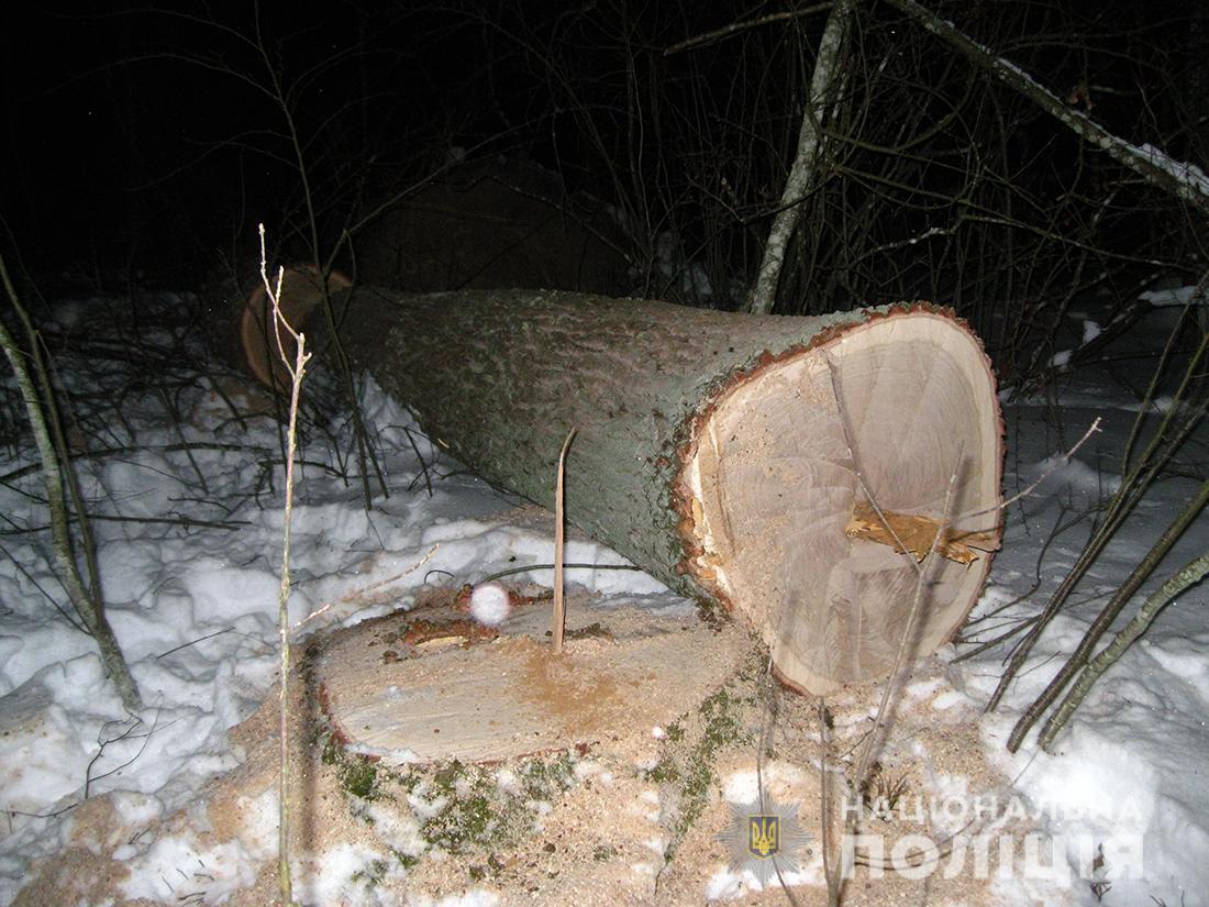 На Житомирщині слідчі поліції повідомили про підозру у службовій недбалості працівнику лісгоспу