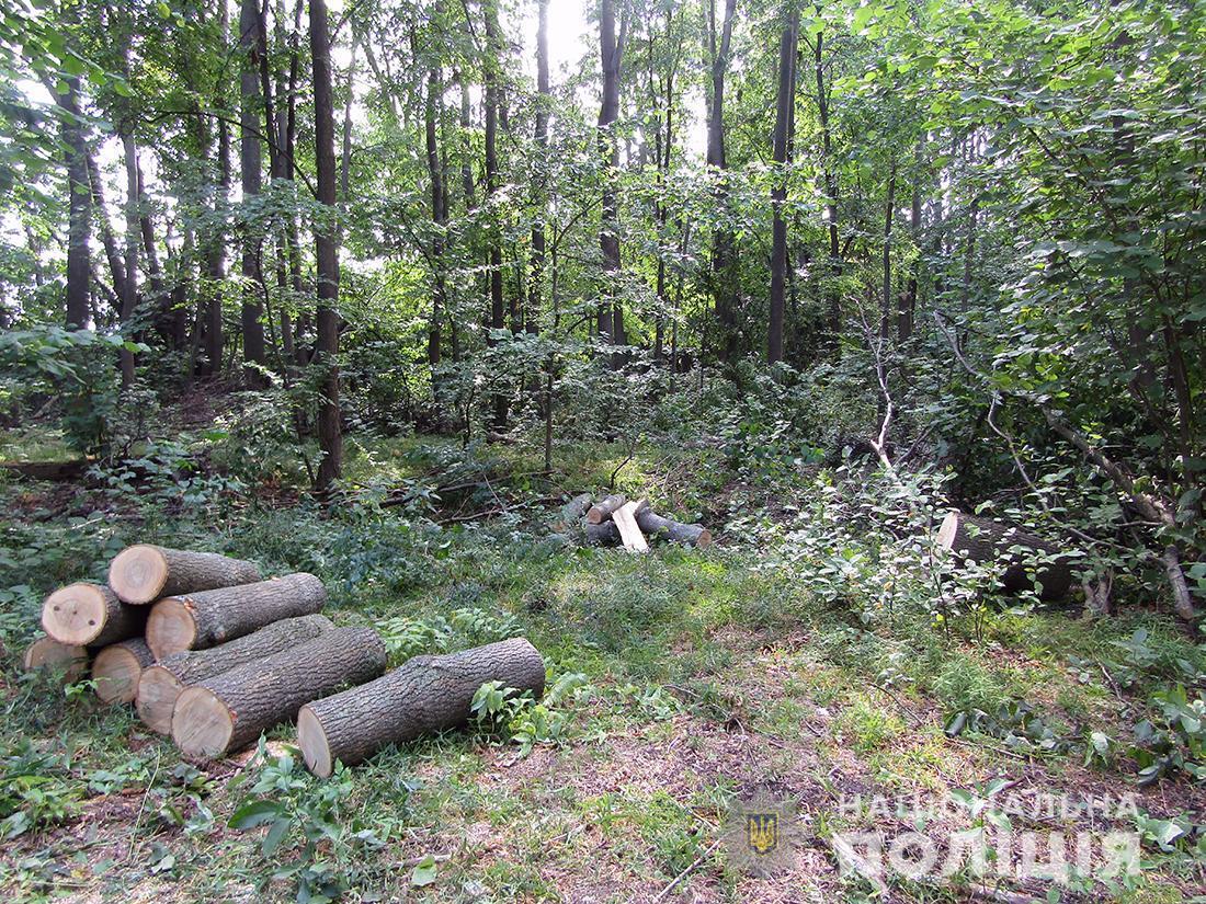 На Житомирщині слідчі поліції повідомили про підозру у службовій недбалості працівнику лісгоспу