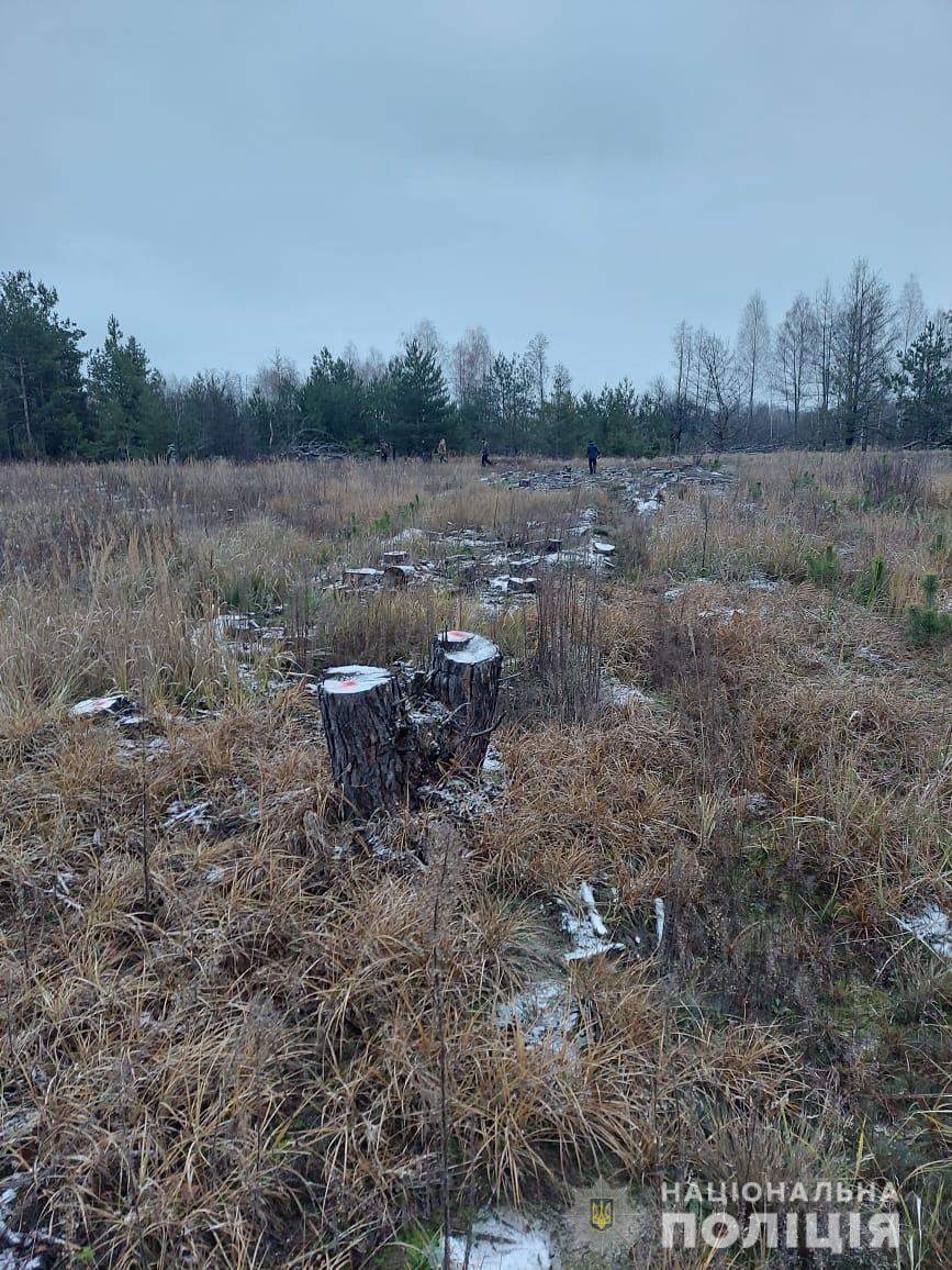 Правоохоронці оголосили підозру чотирьом посадовцям за незаконну порубку лісу на Київщині