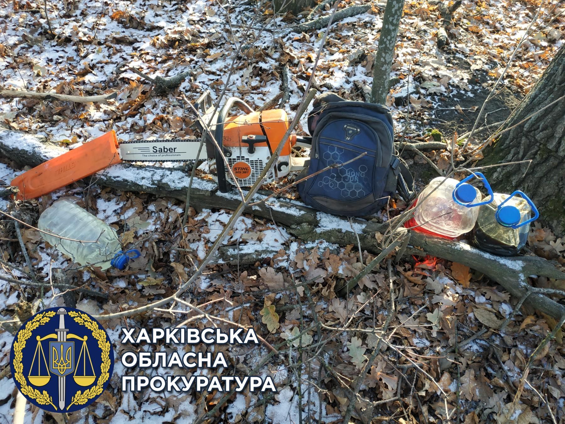 Вирубали дуби і завдали 750 тис. грн збитків — двоє чоловіків відповідатимуть перед законом (ФОТО)