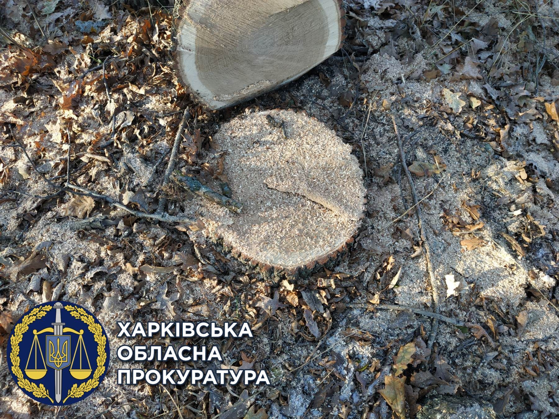 Вирубали дуби і завдали 750 тис. грн збитків — двоє чоловіків відповідатимуть перед законом (ФОТО)