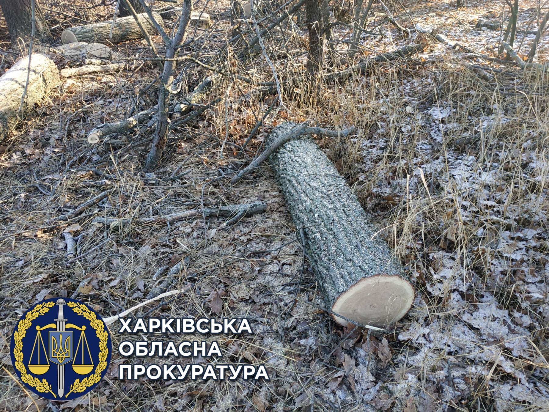 Вирубали дуби і завдали 750 тис. грн збитків — двоє чоловіків відповідатимуть перед законом (ФОТО)