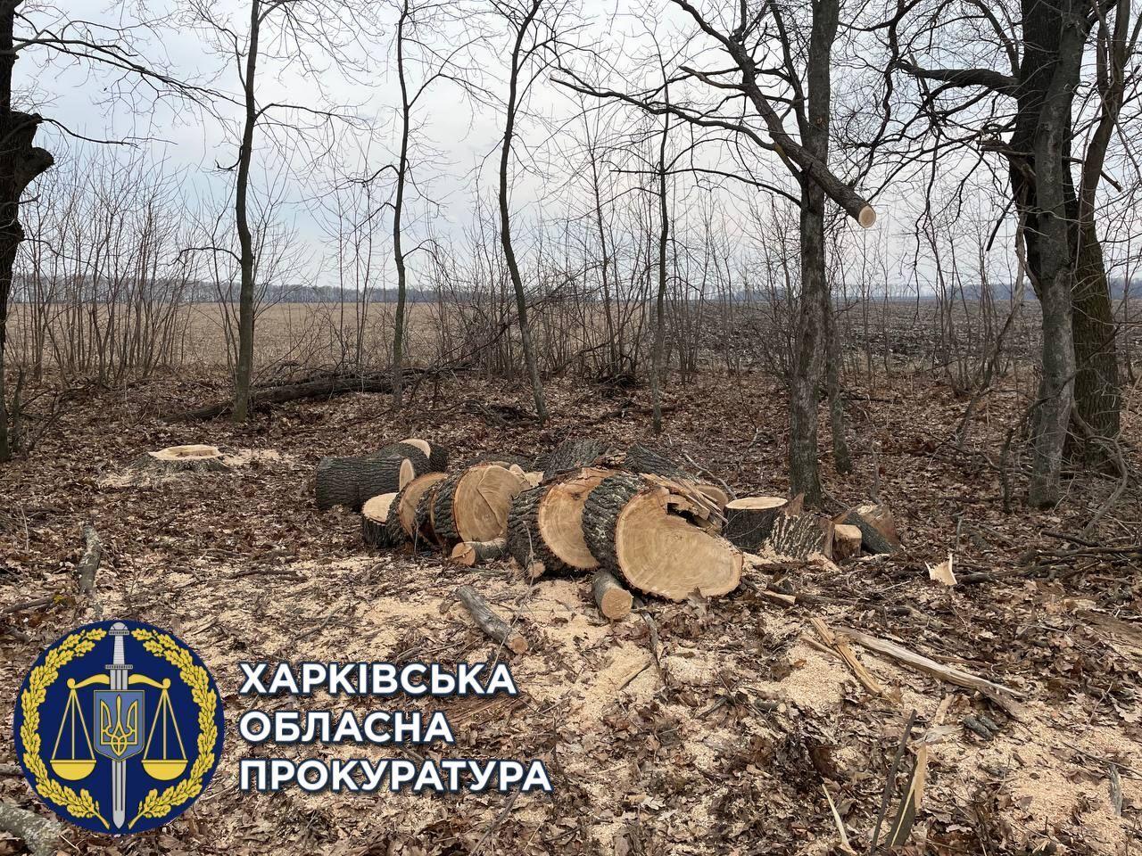 Прокурори зупинили незаконну вирубку лісу — чорному лісорубу-рецидивісту повідомлено про підозру (ФОТО)