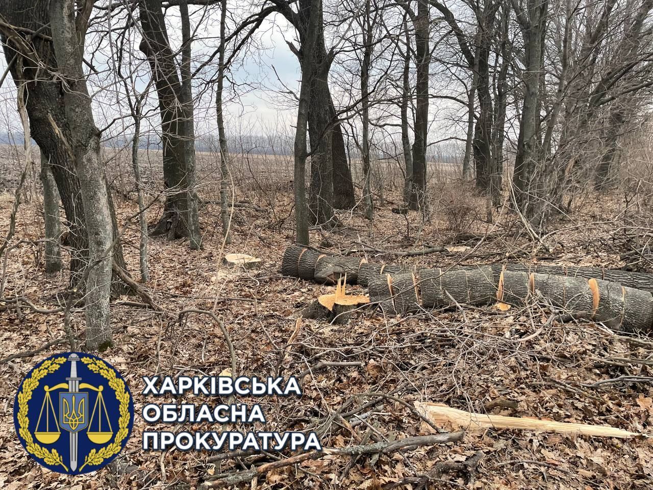 Прокурори зупинили незаконну вирубку лісу — чорному лісорубу-рецидивісту повідомлено про підозру (ФОТО)