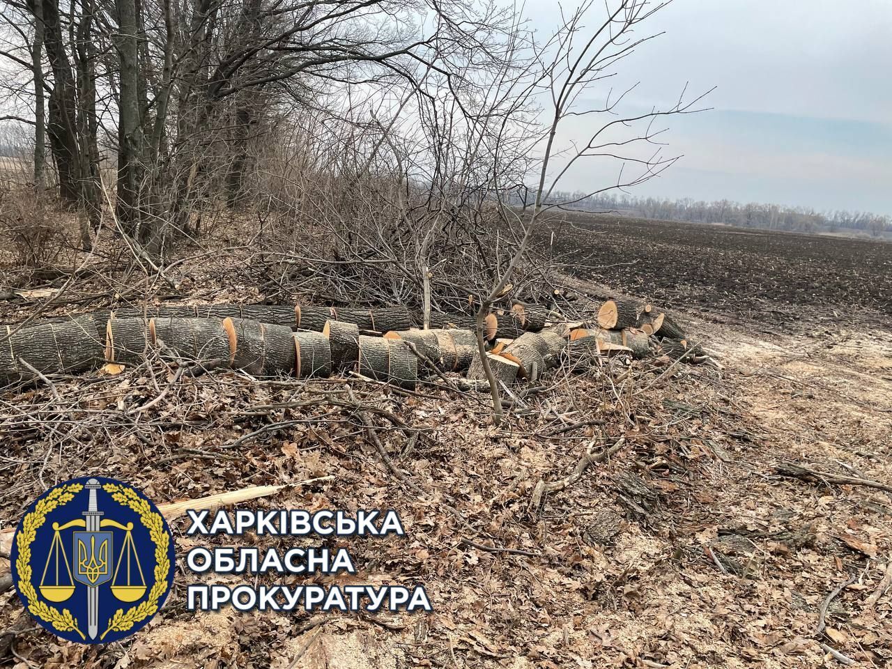 Прокурори зупинили незаконну вирубку лісу — чорному лісорубу-рецидивісту повідомлено про підозру (ФОТО)