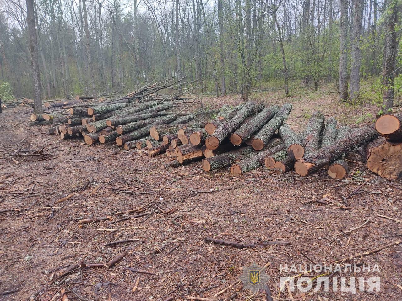 Правоохоронці викрили масштабну схему розкрадання лісу на Глухівщині
