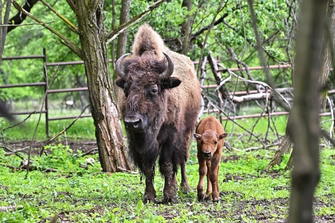 У харківському екопарку в родині бізонів з'явився первісток