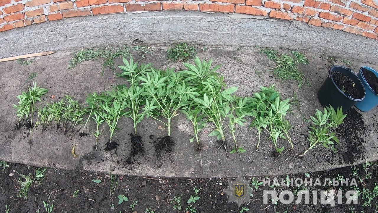 Жителя Одеси поліцейські викрили у незаконному вирощуванні конопель та зберіганні наркотичних засобів