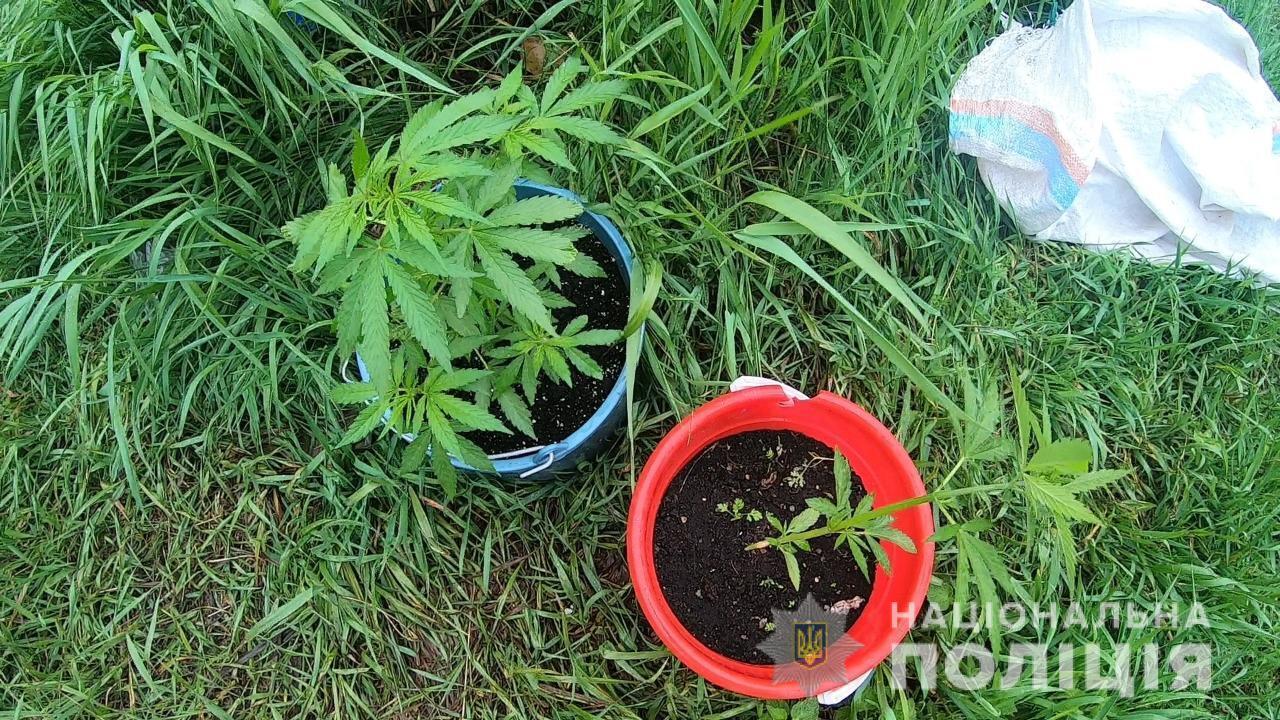 Жителя Одеси поліцейські викрили у незаконному вирощуванні конопель та зберіганні наркотичних засобів