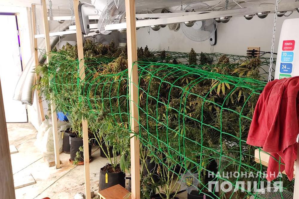 Поліцейські знищили понад пів тисячі рослин конопель: на території держави розпочалися оперативно-профілактичні заходи «Мак» (ВІДЕО)