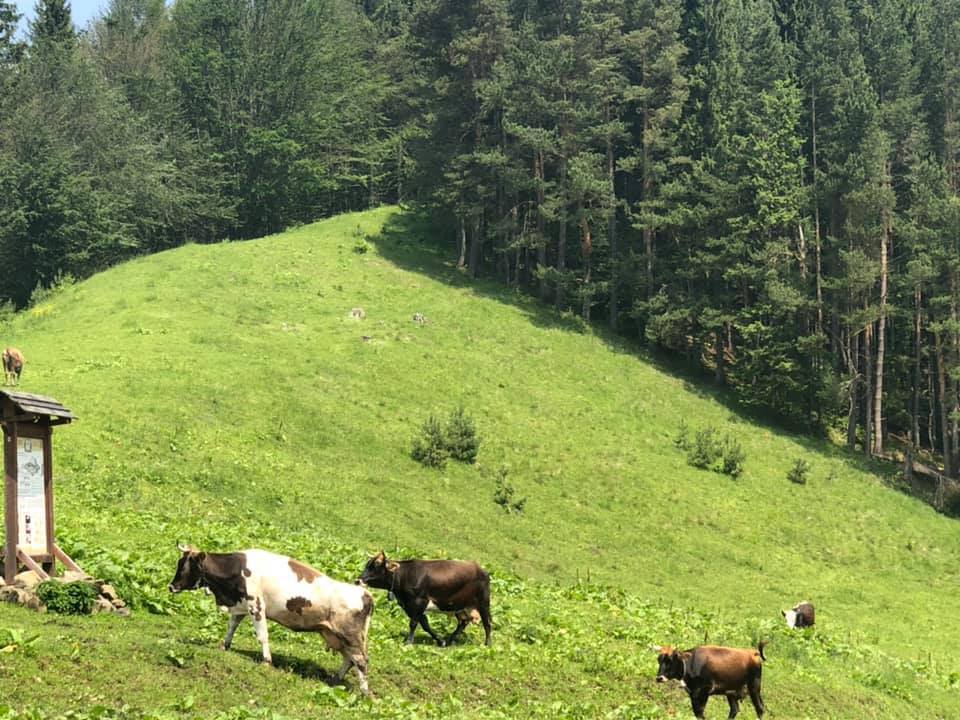 У Карпатах відновили кінні мандрівки та фотополювання