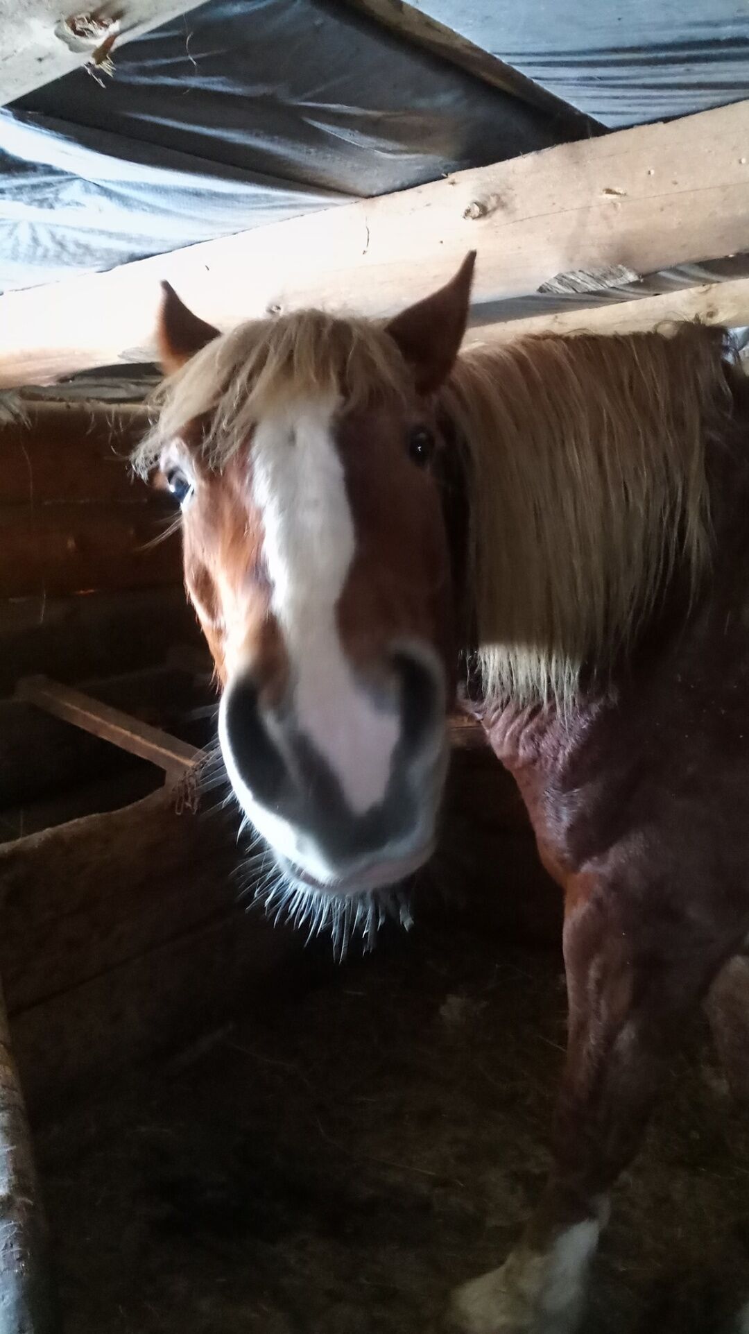 У Карпатах відновили кінні мандрівки та фотополювання