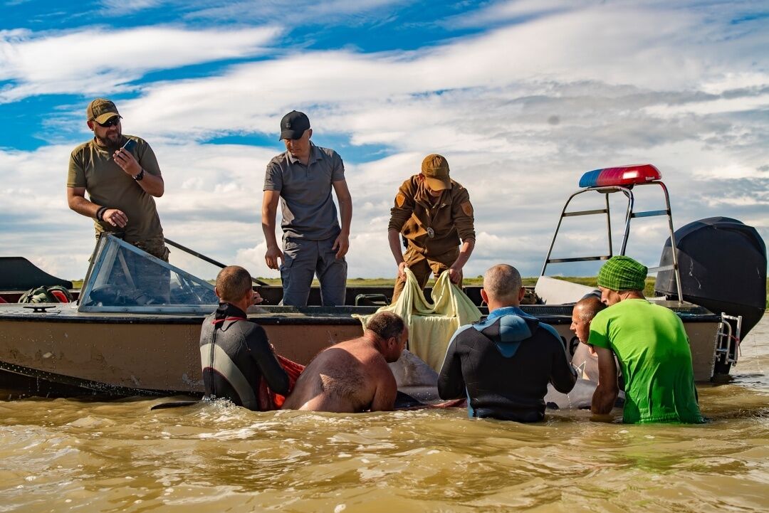 На Херсонщині врятували дельфіна, якого шторм прибив до берега