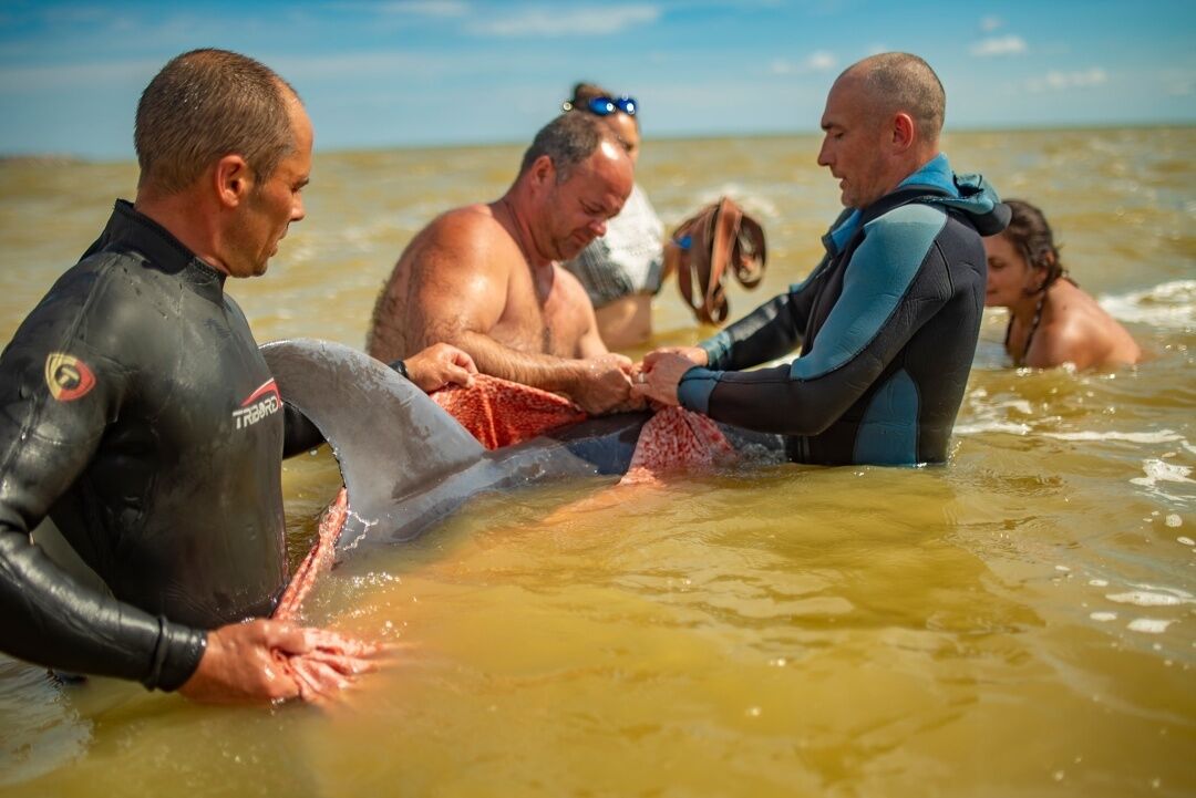 На Херсонщині врятували дельфіна, якого шторм прибив до берега