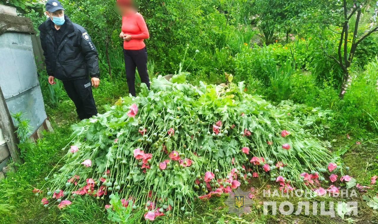 Жительці Березівського району доведеться понести кримінальну відповідальність за незаконне вирощування маку