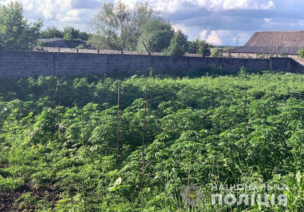 Поліцейські виявили у мешканки Дружківки плантацію конопель