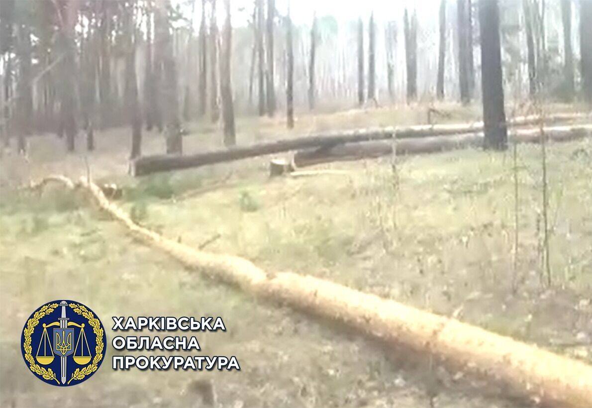 Незаконна вирубка дерев на суму понад 53 тис. грн – місцевому жителю повідомлено про підозру (ФОТО)