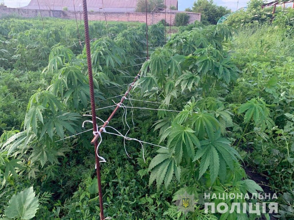 Поліцейські виявили у мешканки Дружківки плантацію конопель