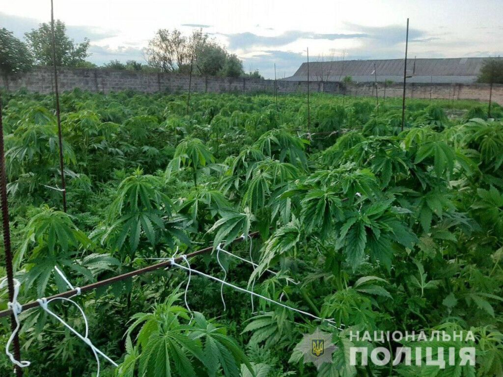 Поліцейські виявили у мешканки Дружківки плантацію конопель
