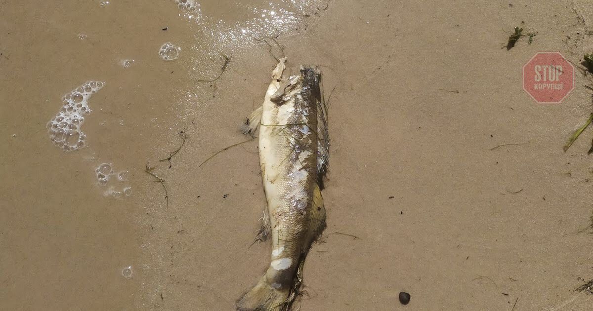  У Київському морі масово гине риба. Фото: соціальні мережі