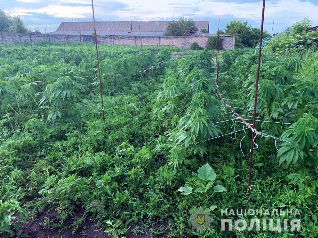 Поліцейські виявили у мешканки Дружківки плантацію конопель