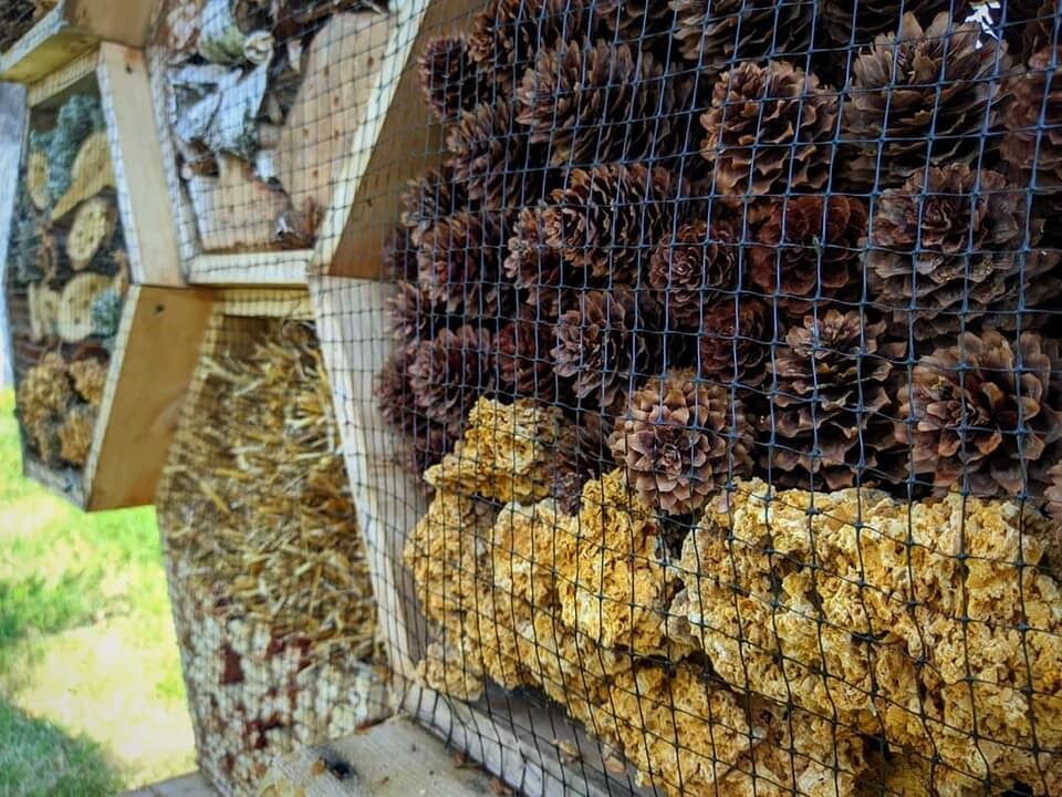 У музеї Довженка на Чернігівщині створили «готель» для комах