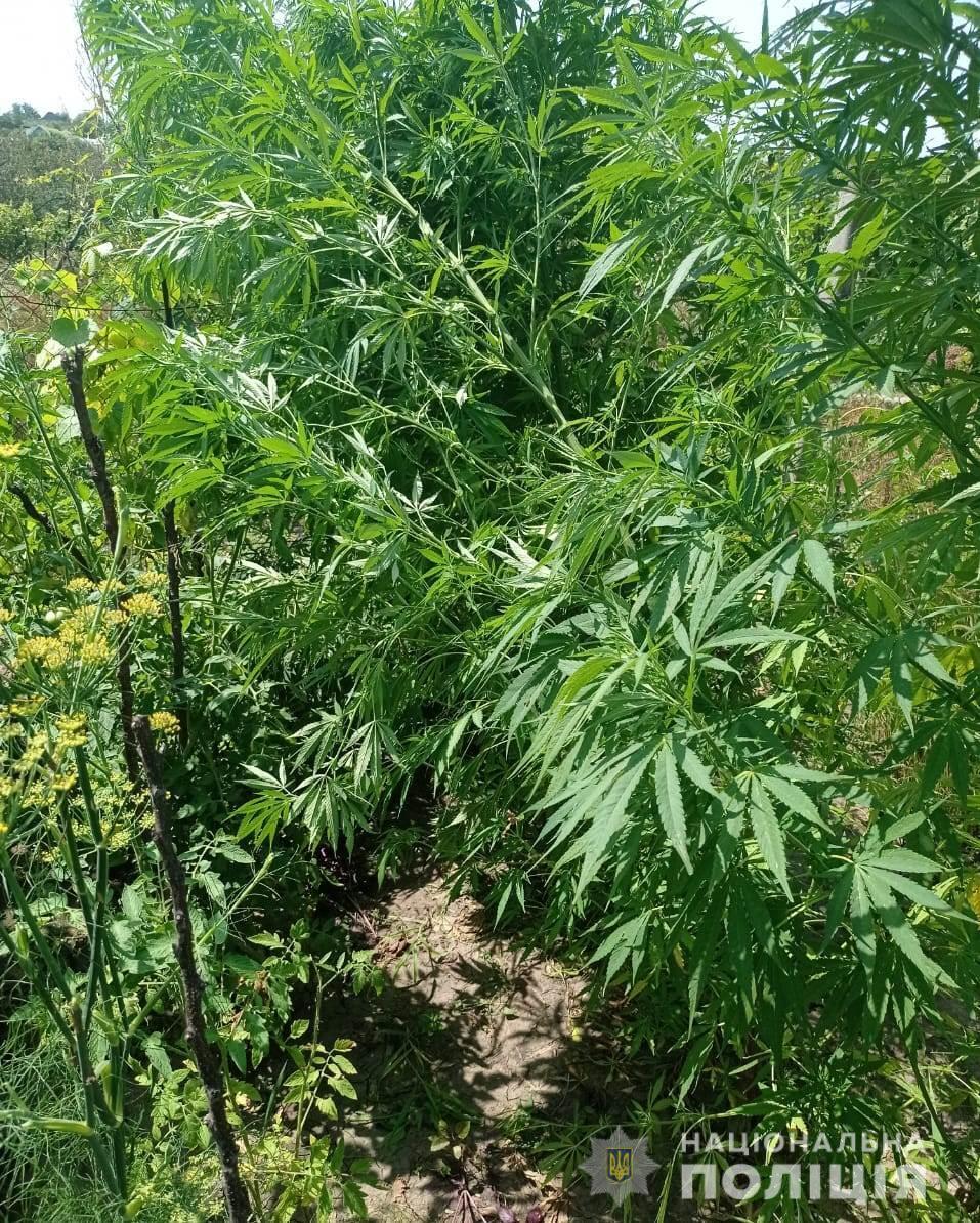 На Одещині поліцейські викрили двох громадян у незаконному вирощуванні снодійного маку та конопель