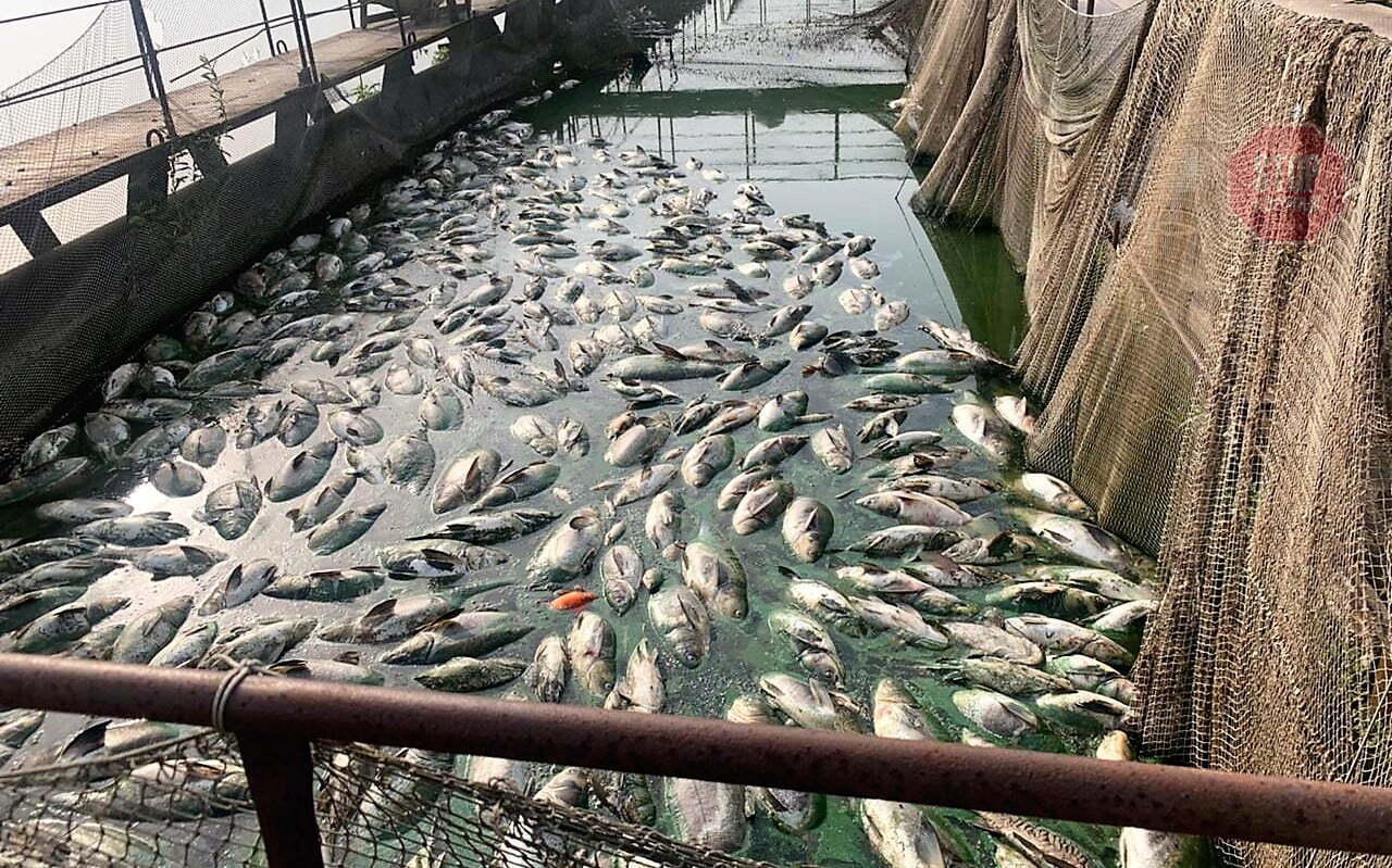  В Західному Бузі масово гине риба через ТЕС ДТЕК Фото: СтопКор
