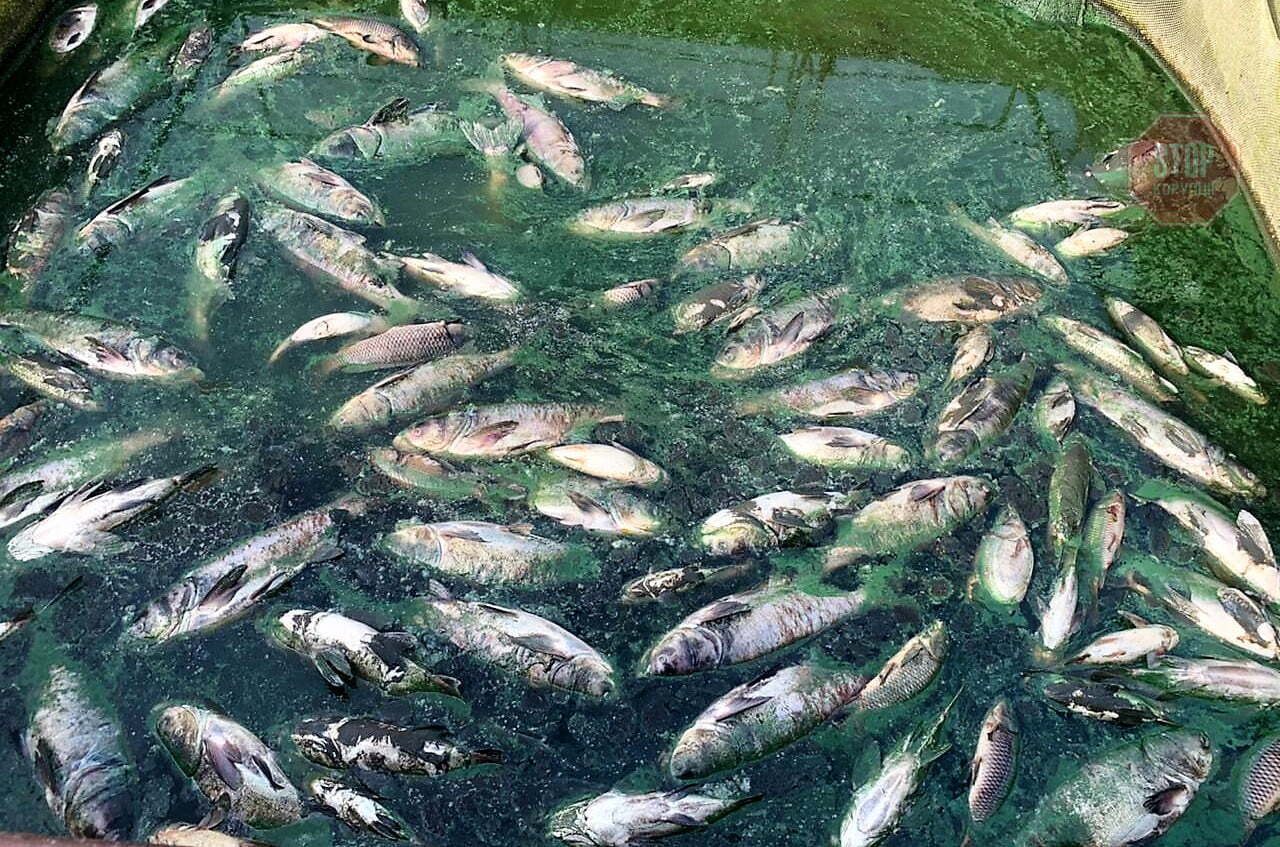  Загибель риби зафіксували поблизу Добротвірської ТЕС Фото: СтопКор