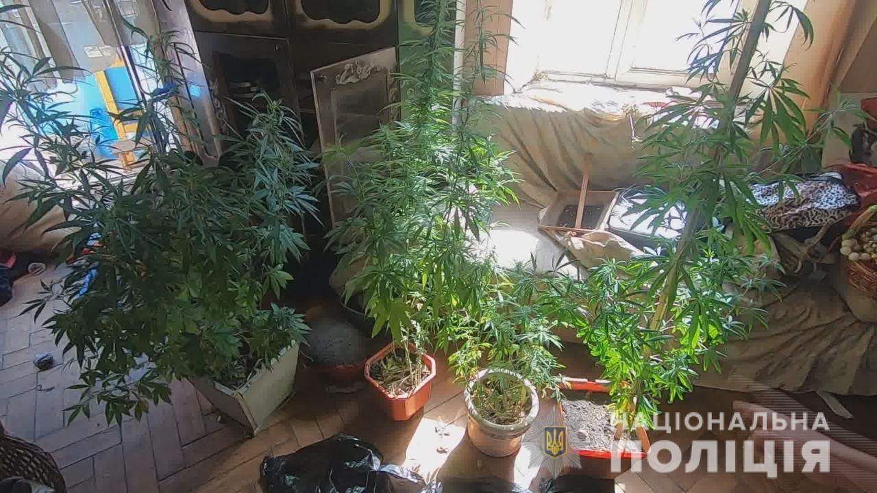 Жителя Одеси поліцейські викрили у незаконному вирощуванні конопель та зберіганні наркотиків