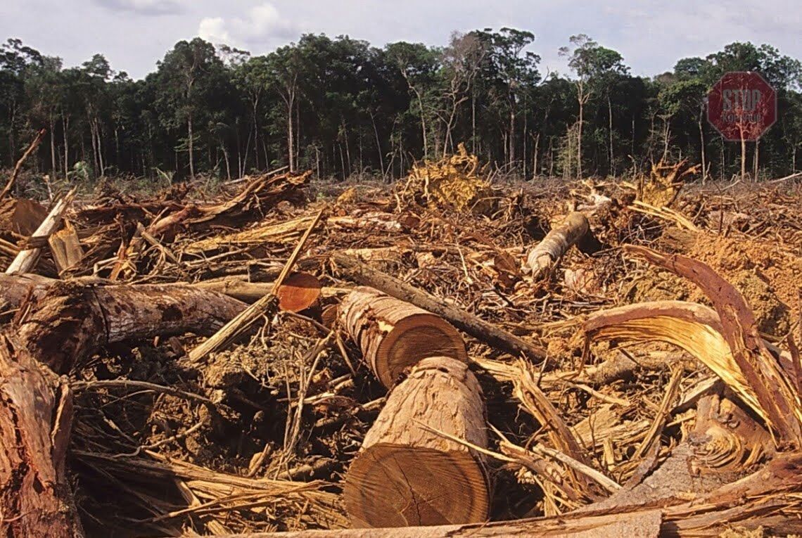  Незаконна вирубка лісу Фото: «Слово і Діло»