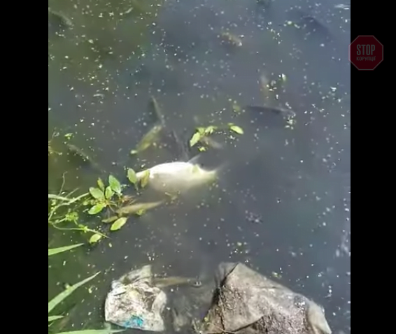  У Житомирі через каналізаційні стоки гине риба. Скриншот: СтопКор