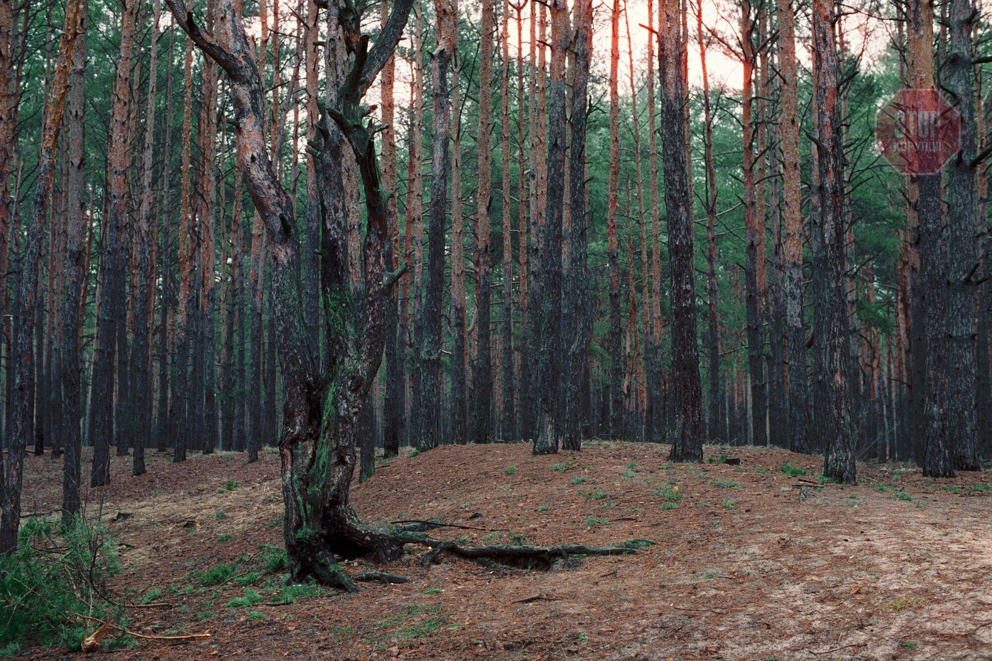  Поліція розслідуватиме факт вирубки Биківнянського лісу Фото з відкритих джерел