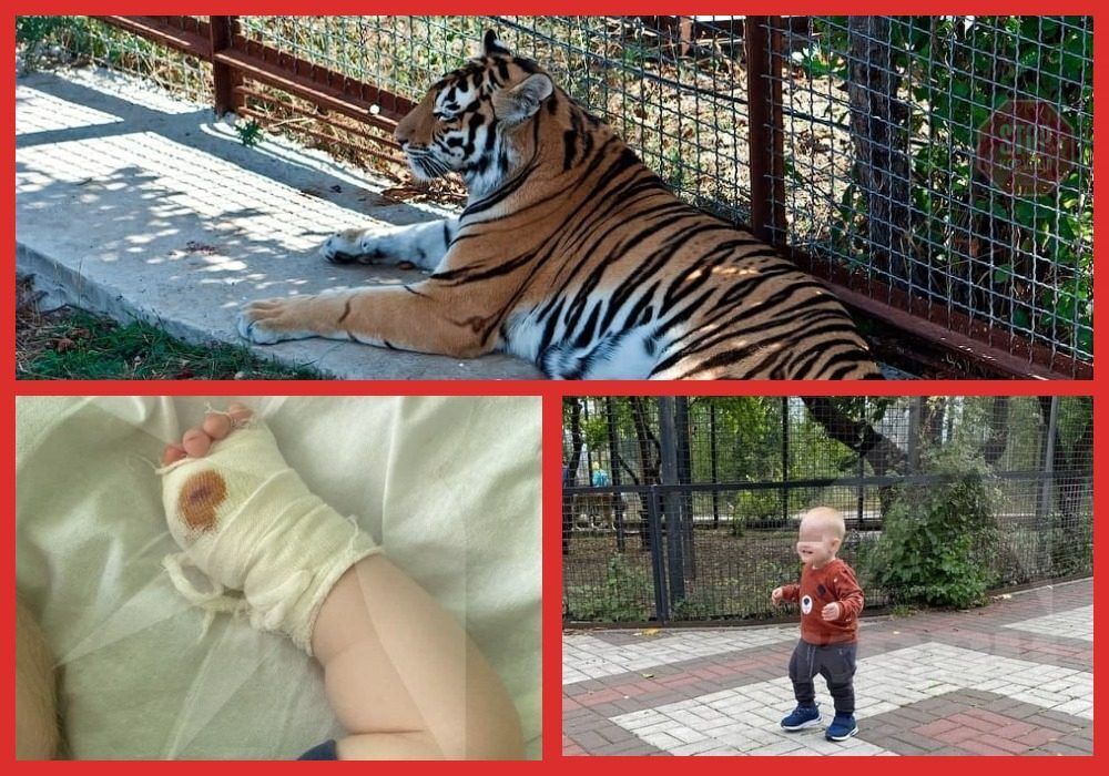  Тигр відкусив палець дитині в Криму Ілюстрація: Стопкор