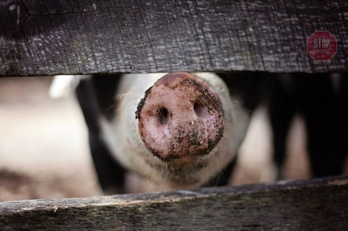 На Чернігівщині виявили чуму свиней Фото: pixabay.com