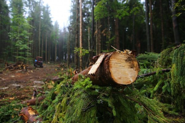 На Миколаївщині незаконно передали підприємцю землі лісового фонду за 60 млн