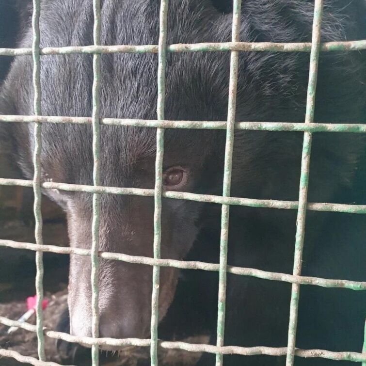 ведмідь врятований біля Лиману