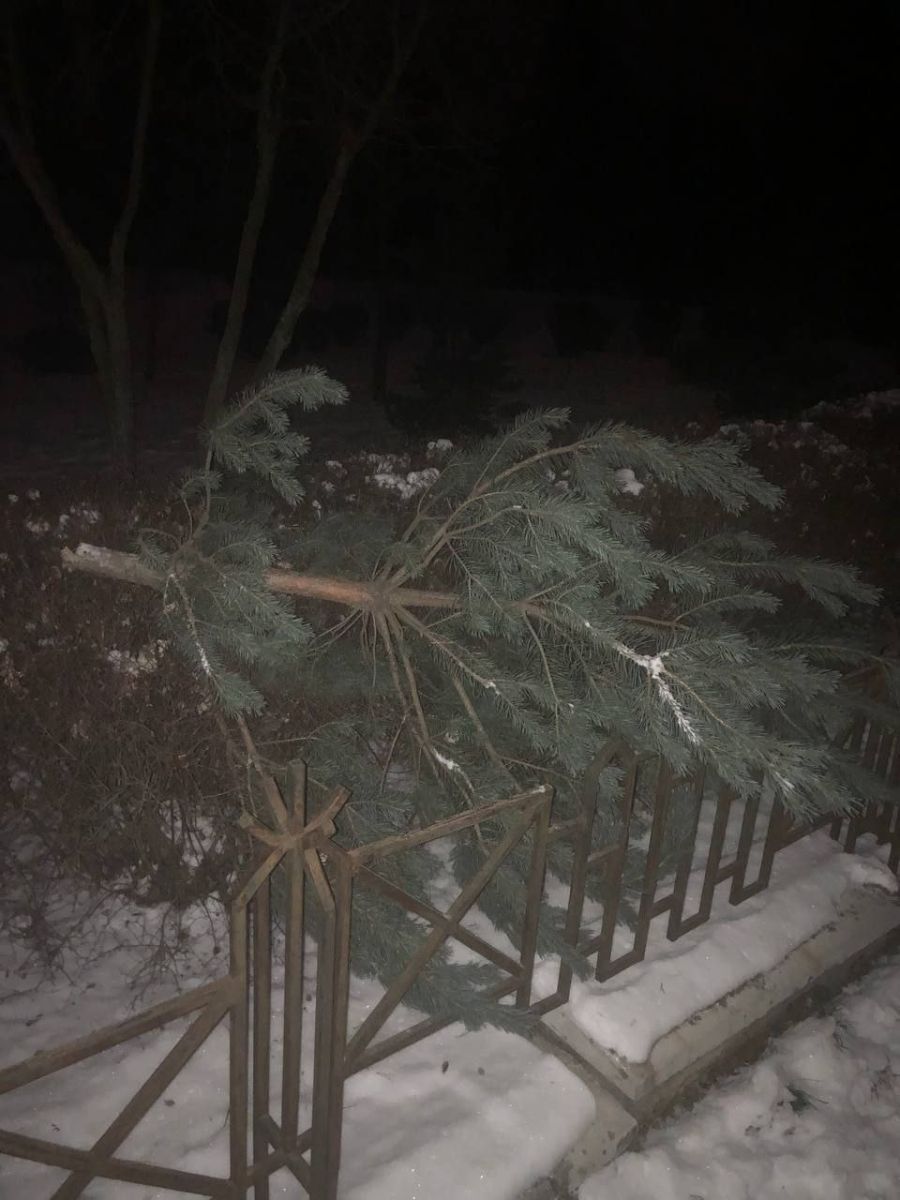 Праздник приближается: в Киеве задержали мужчину, который спилил елку в парке