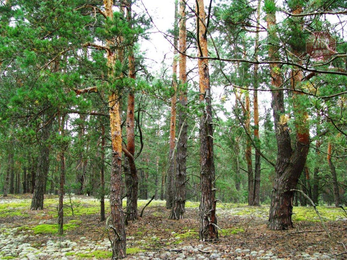  Українські ліси заважають росії рухатись територією України. Ілюстративне фото з мережі