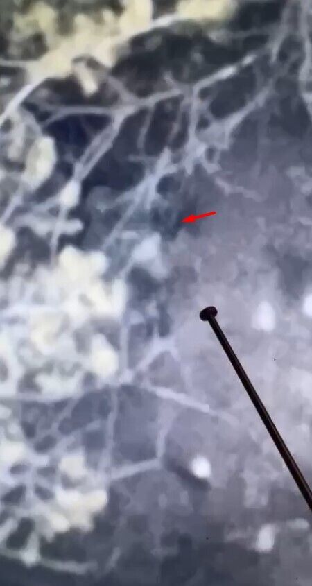 Боец ВСУ показал ''охоту'' на снайпера армии рф под Бахмутом: видео от ''Мадяра''