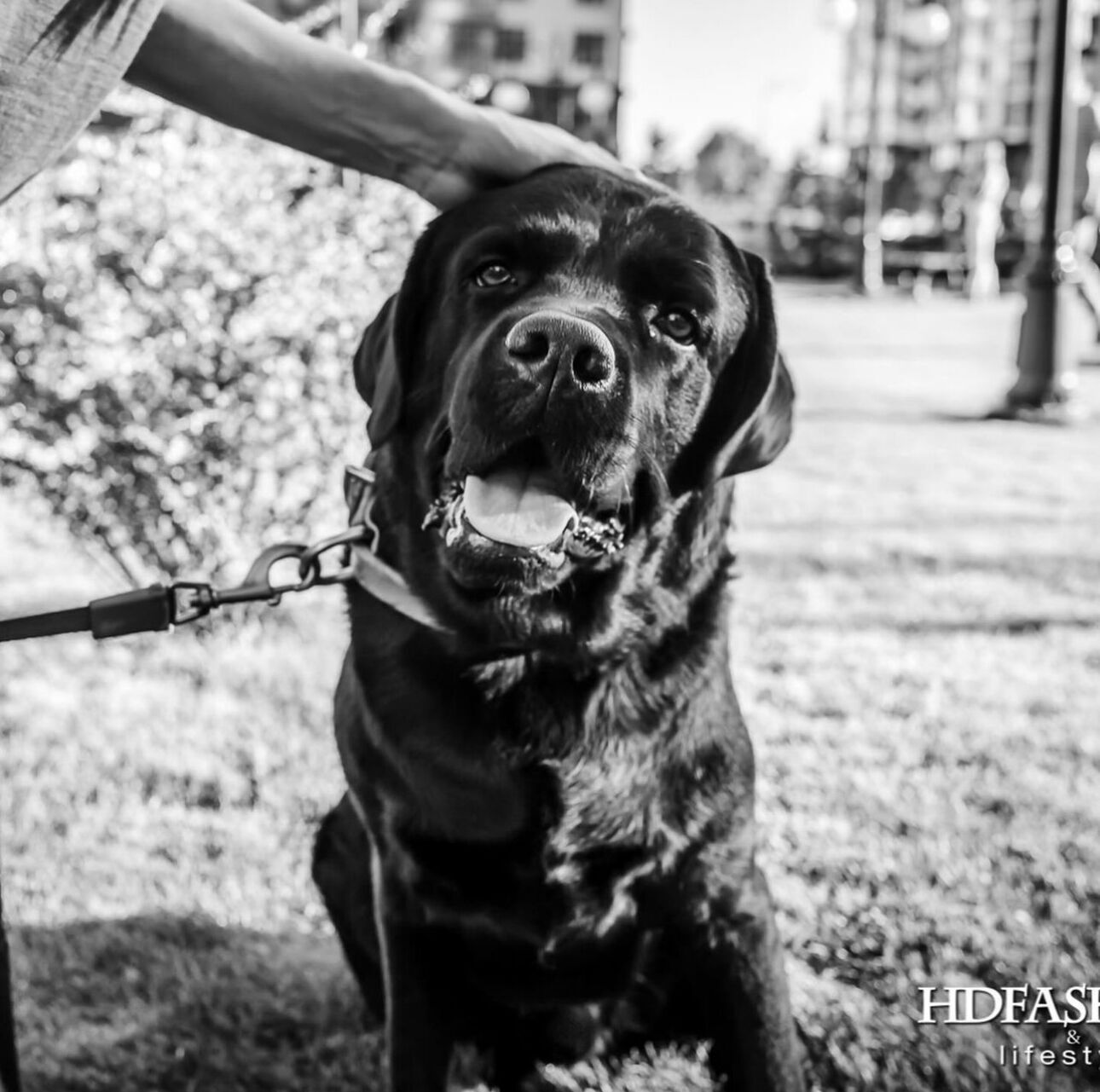 домашній улюбленець готельєрки Юрушевої&nbsp;